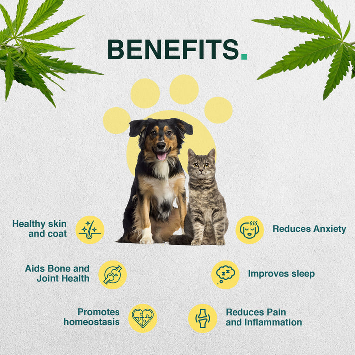 CannaVedic Pet CBD oil – 1500mg | 30ml - 50mg/ml - Image 2